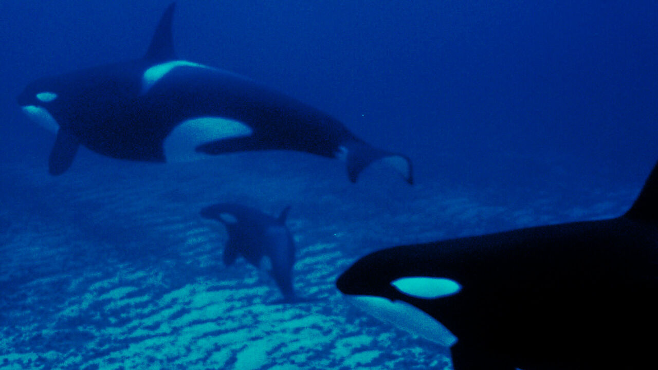 Orcas mit Kalb schwimmen im Fjord
