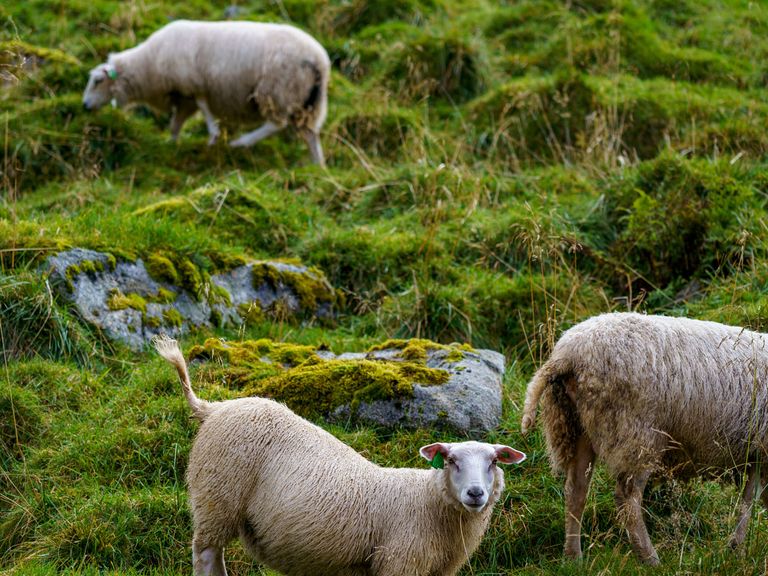 Schafe auf den Lofoten