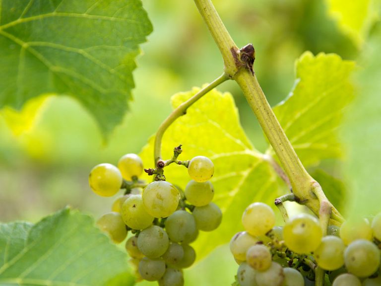 Rebe auf dem Weingut Hällåkra Vingård