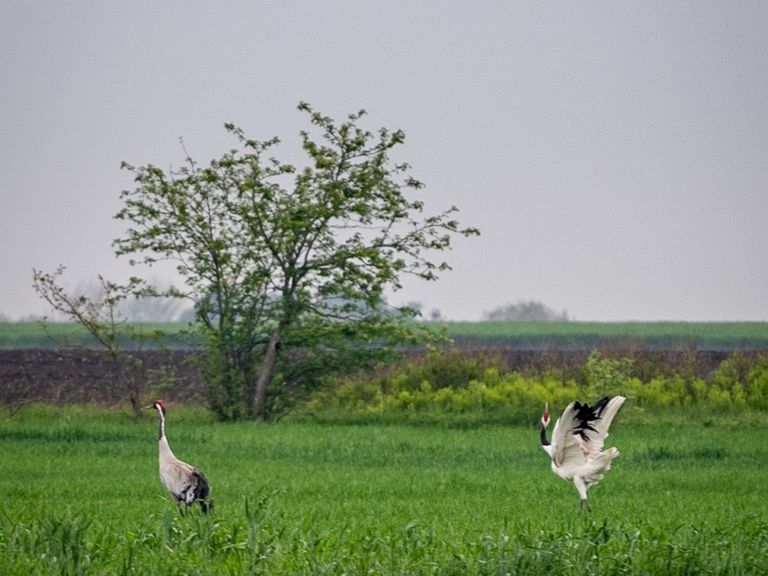 Kraniche in Niedersachsen