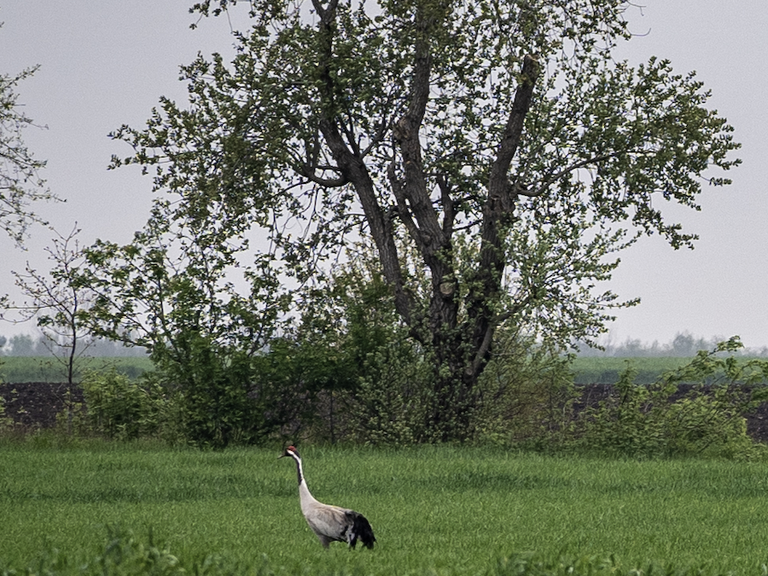 DB_KranichinNiedersachsen