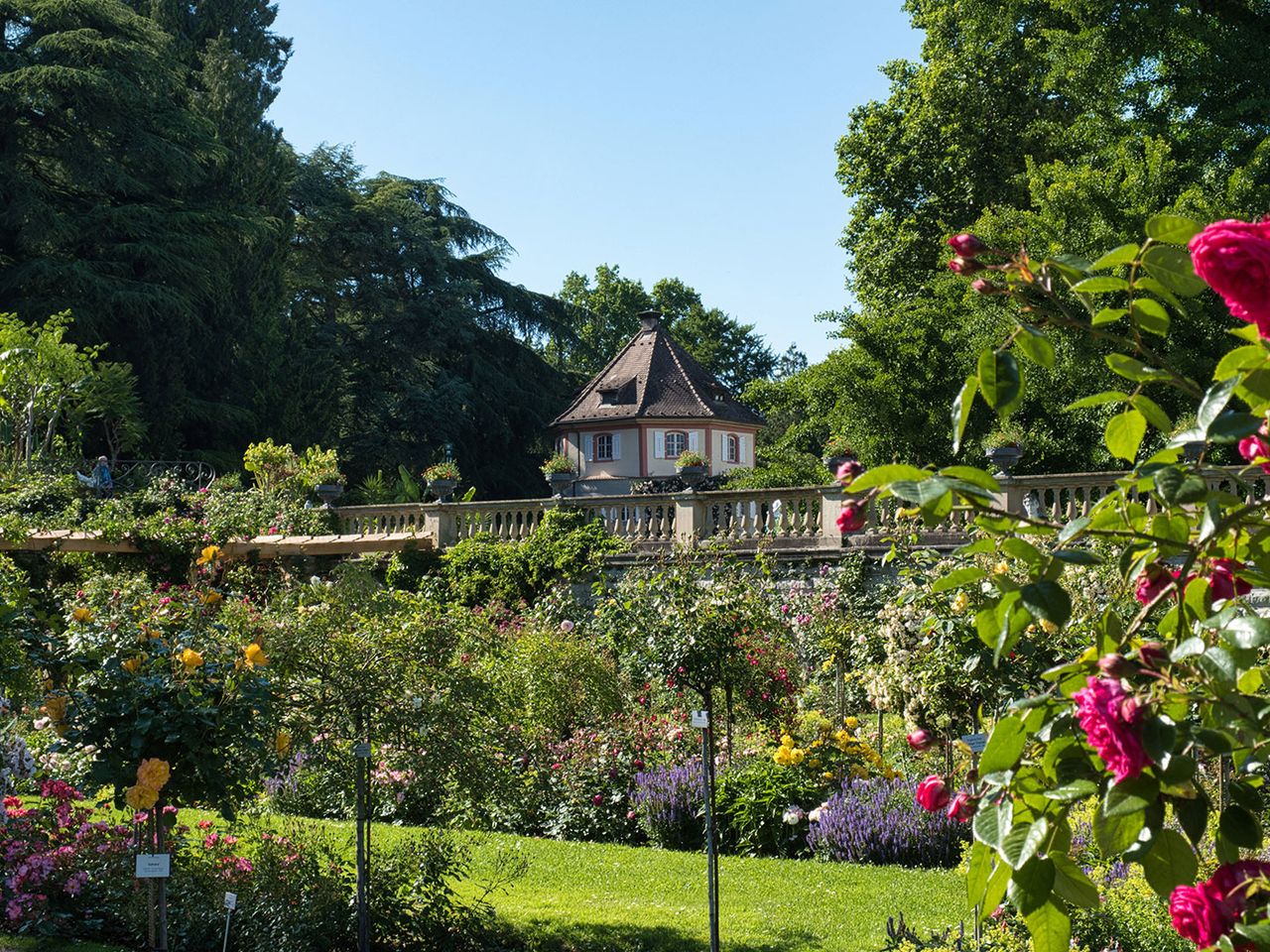 Insel Mainau, Rosengarten