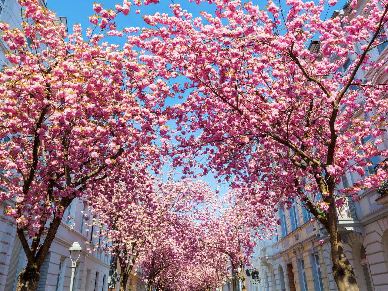 Altstadt in Bonn zur Kirschblüte