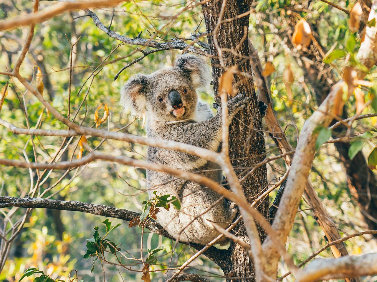 Koalas