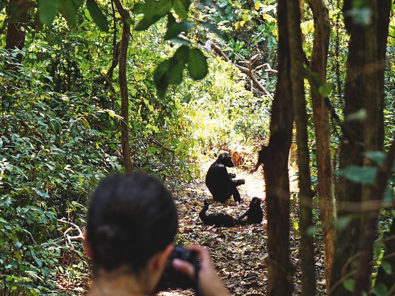 Gombe Nationalpark
