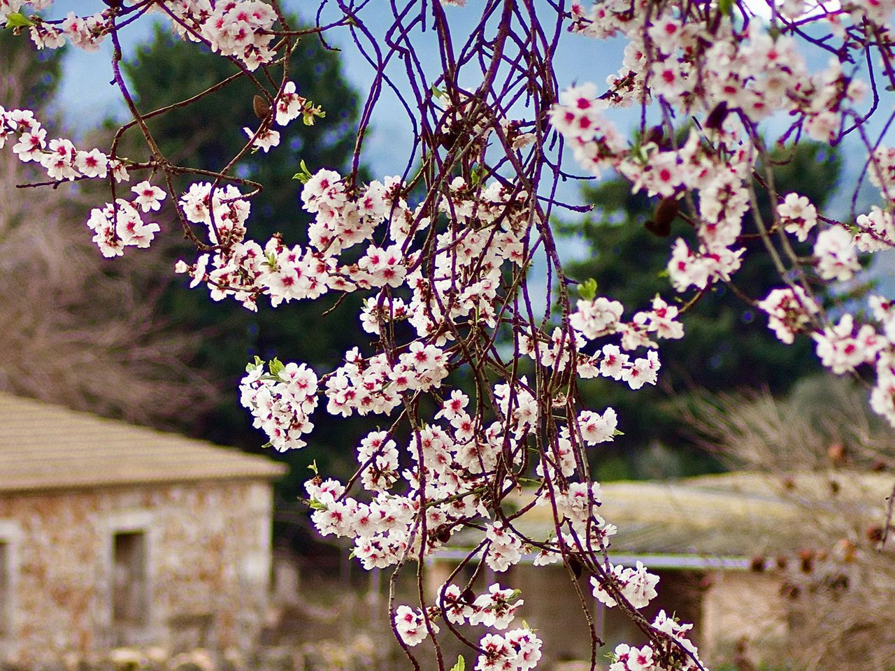 Mallorca Mandelblüte Nahaufnahme