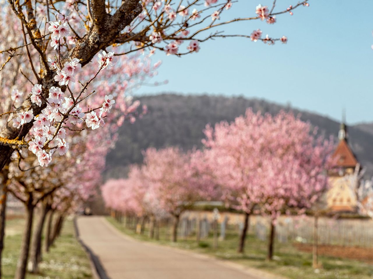 Südliche Weinstraße, Mandelblüte in Siebeldingen