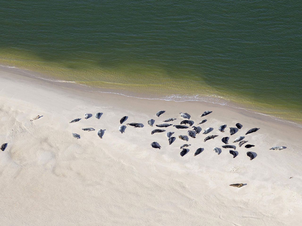 Nationalpark Niedersächsisches Wattenmeer, Seehunde auf einer Sandbank
