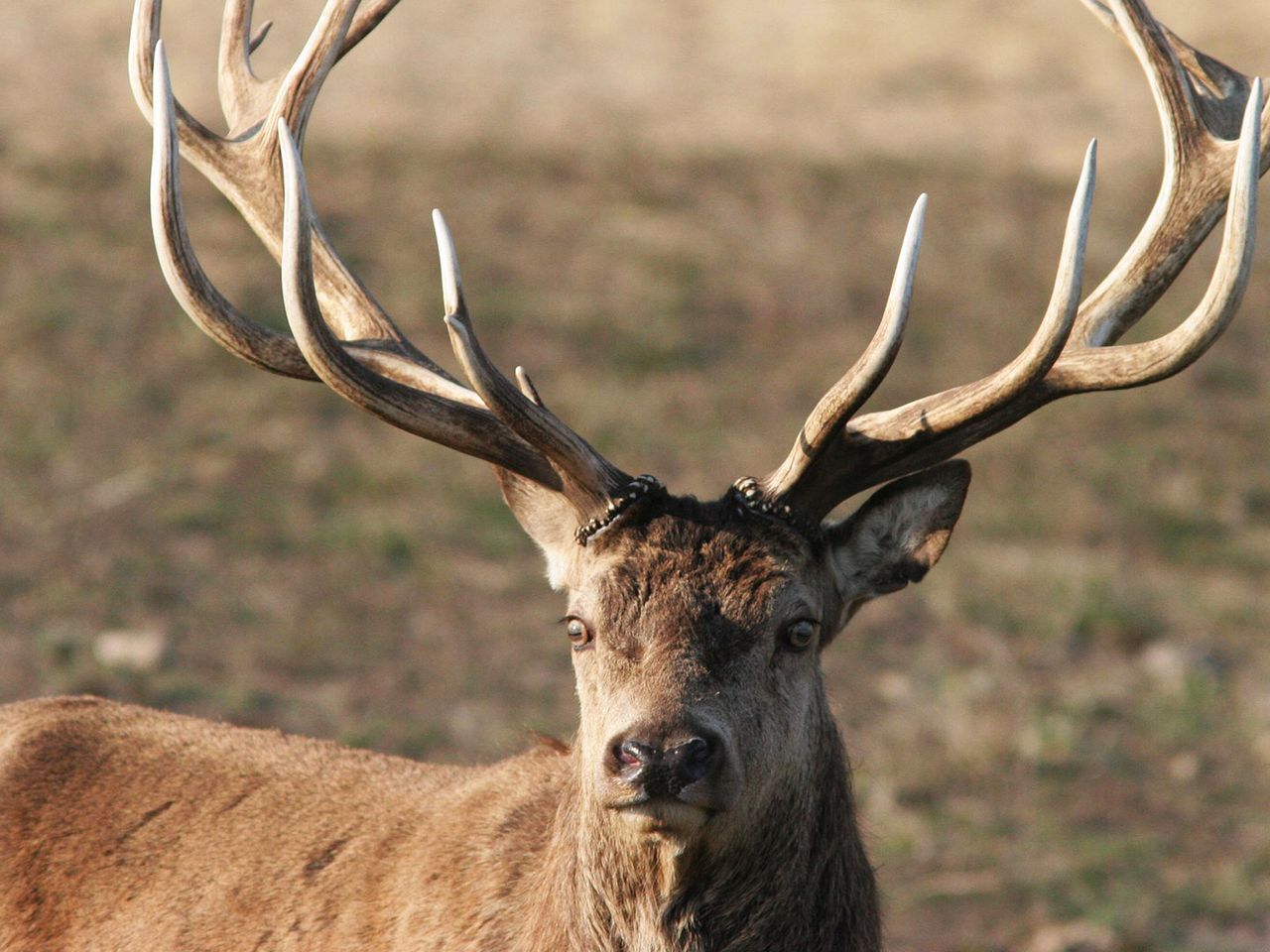 Ein Hirsch mit großem Geweih in der Döberitzer Heide