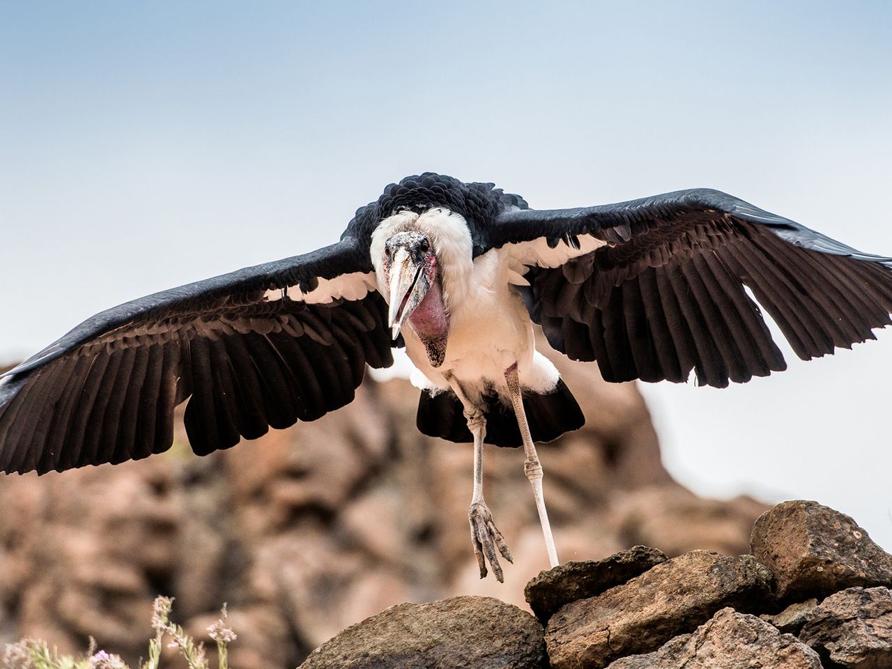 Marabu