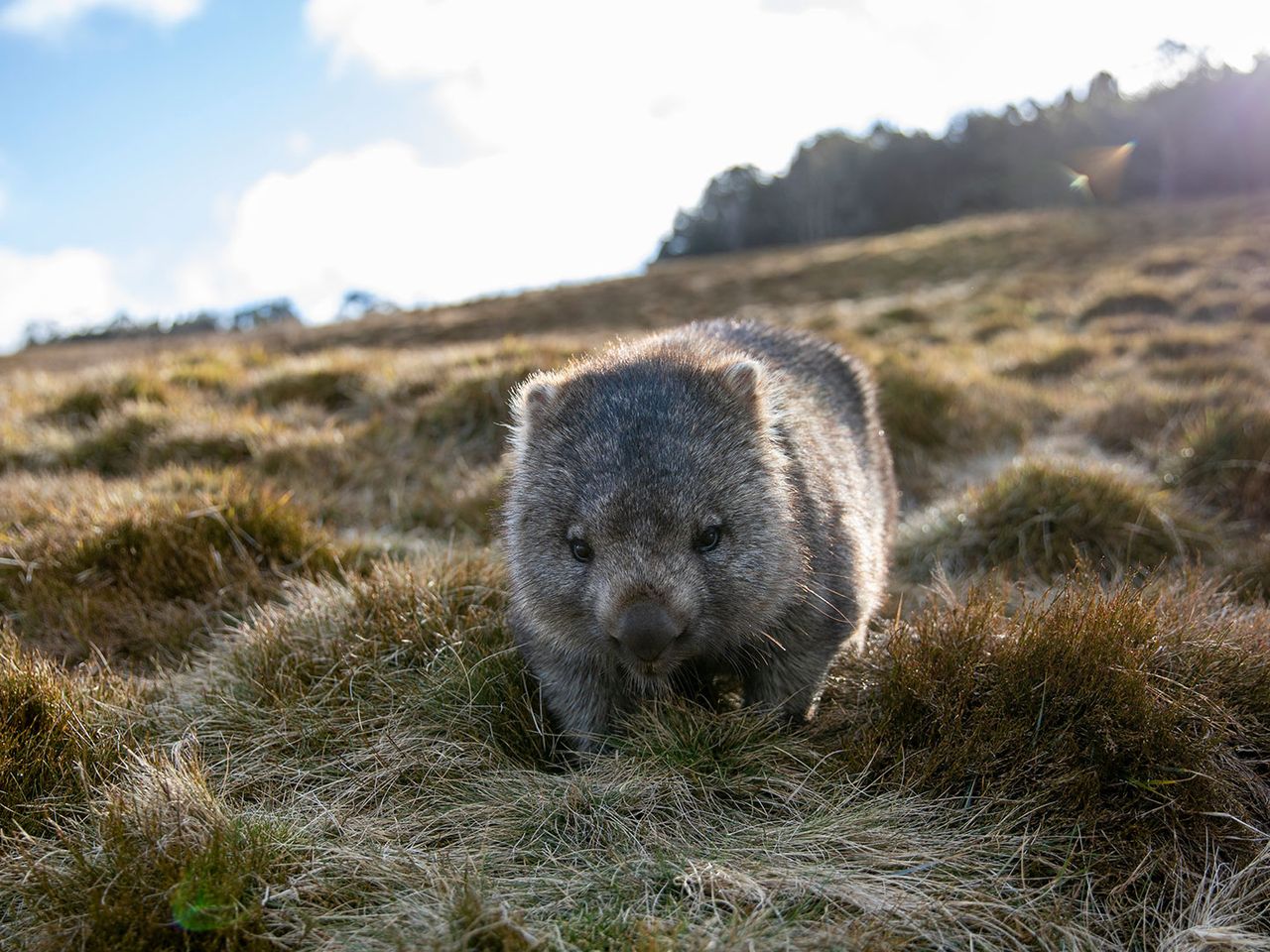 Wombat