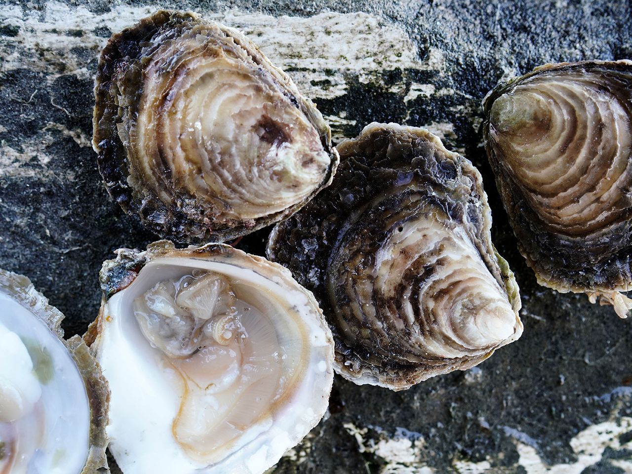 Austernfische