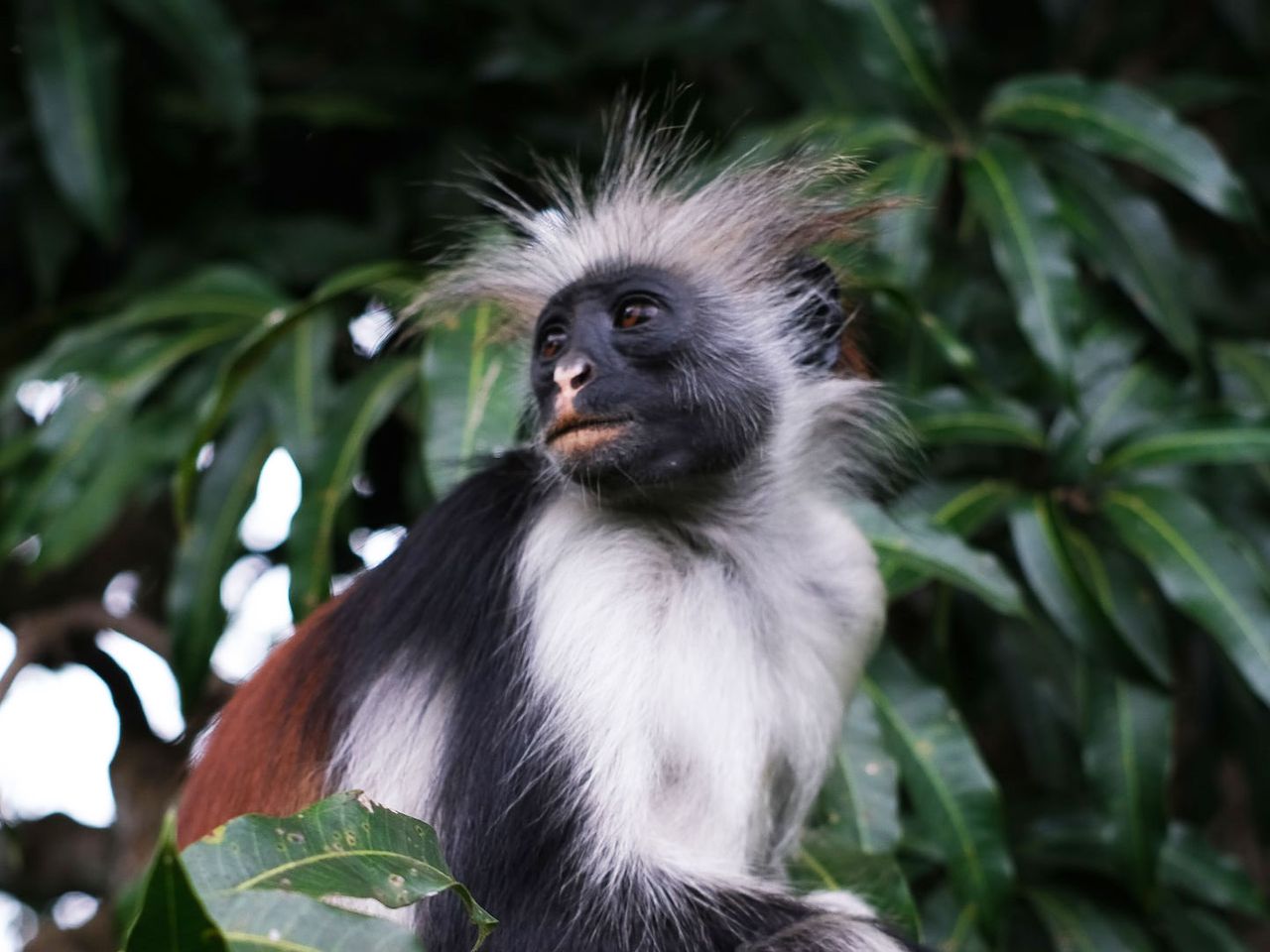 Colombus-Affe im Jozani Forest auf Sansibar