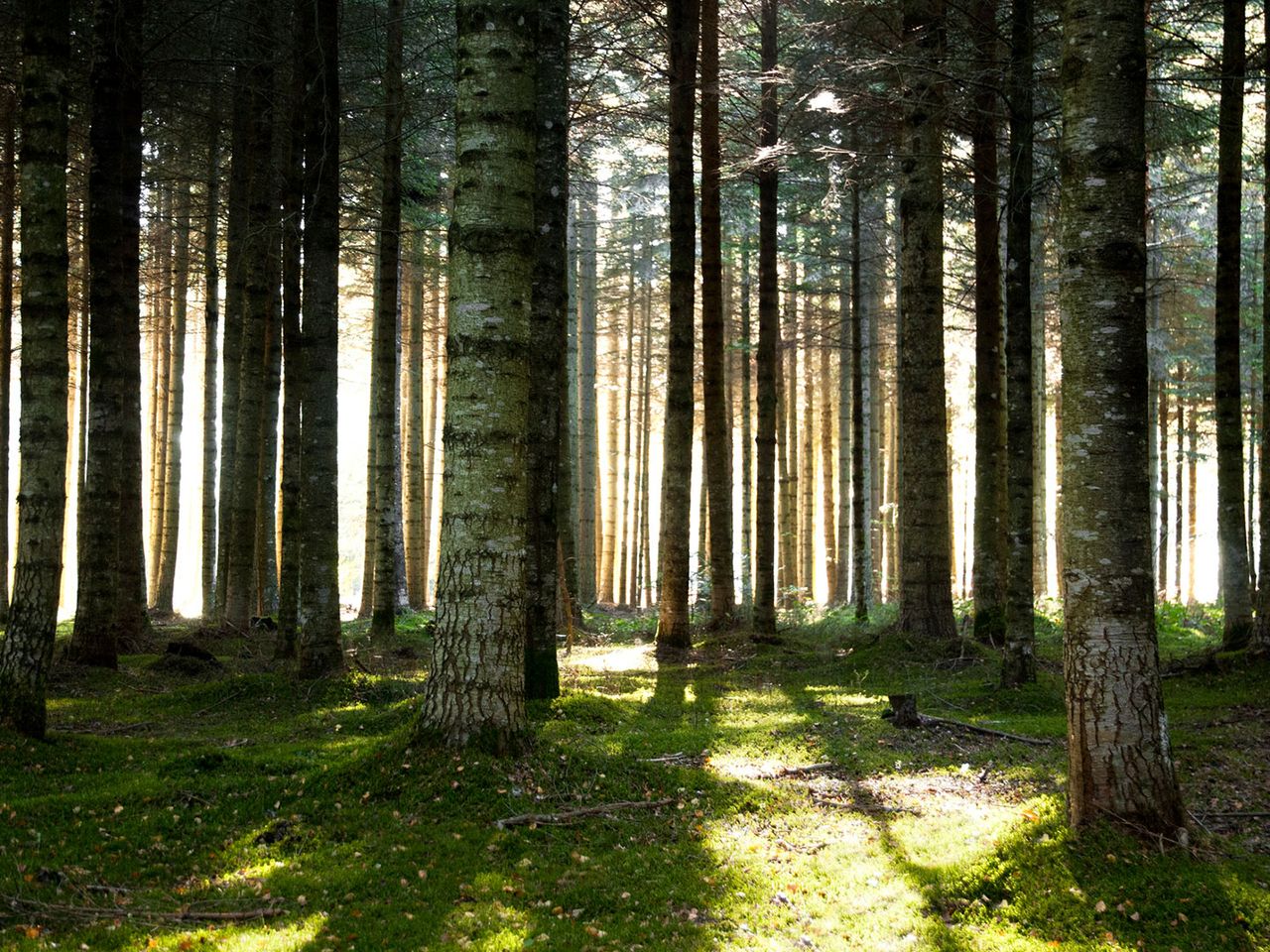 Wald Brocéliande in der Bretagne