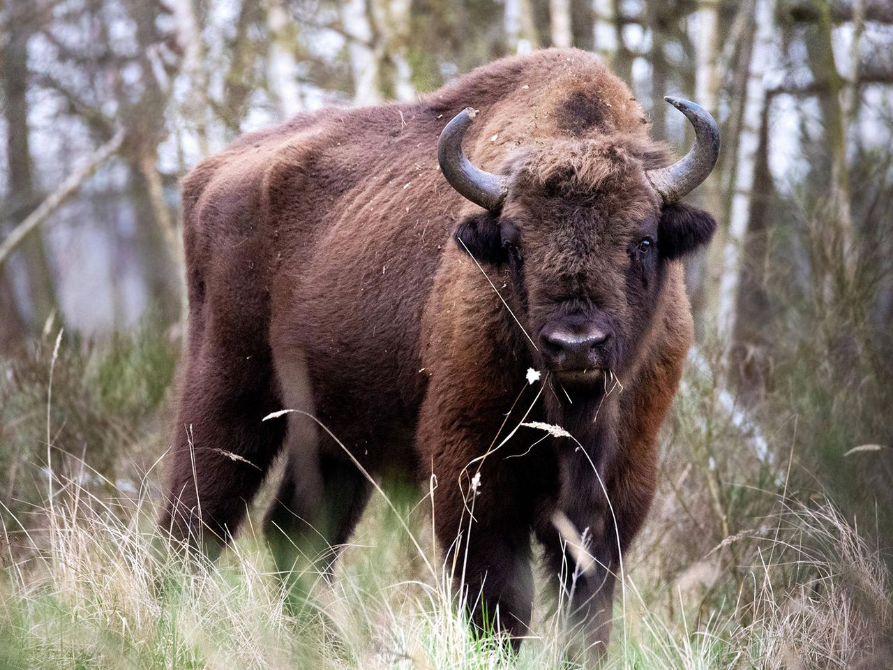Ein Wisent in der Döberitzer Heide