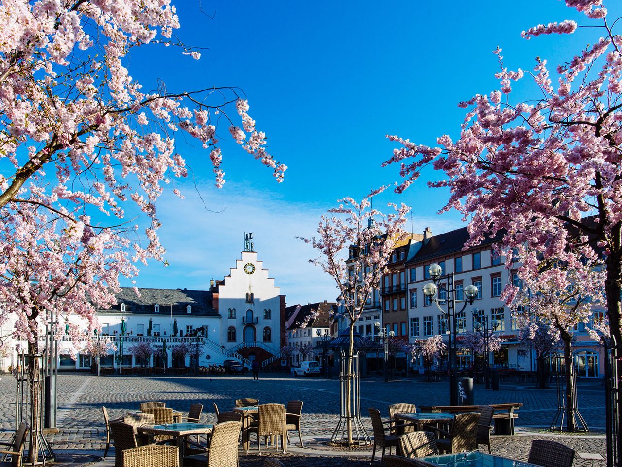Mandelbäume auf dem Rathausplatz in Landau