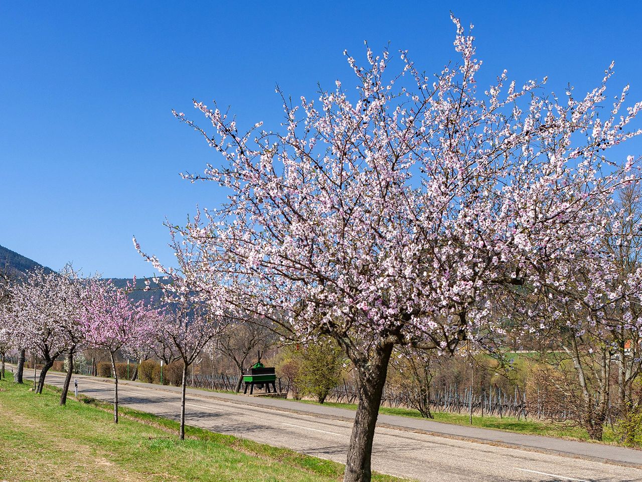 Pfad der Mandelblüte in Rheinland-Pfalz