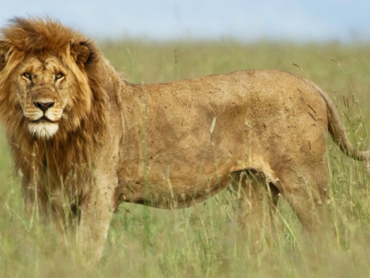 Löwe in Südafrika