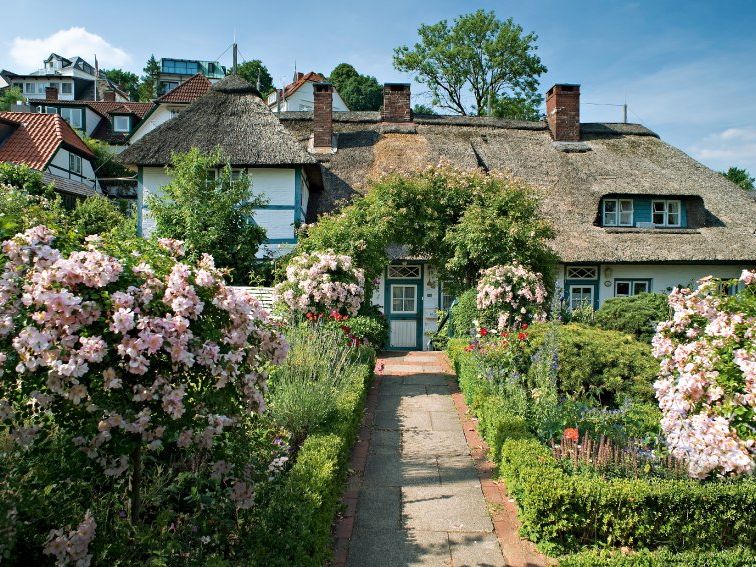 Rhododendron blüht vor einem reetgedeckten Haus in Blankenese