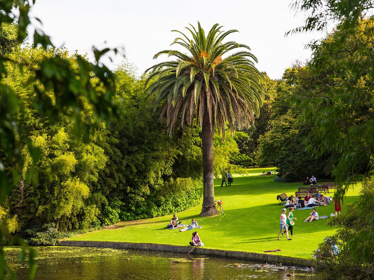 Sattes Grün leuchtet in den Royal Botanic Gardens von Melbourne