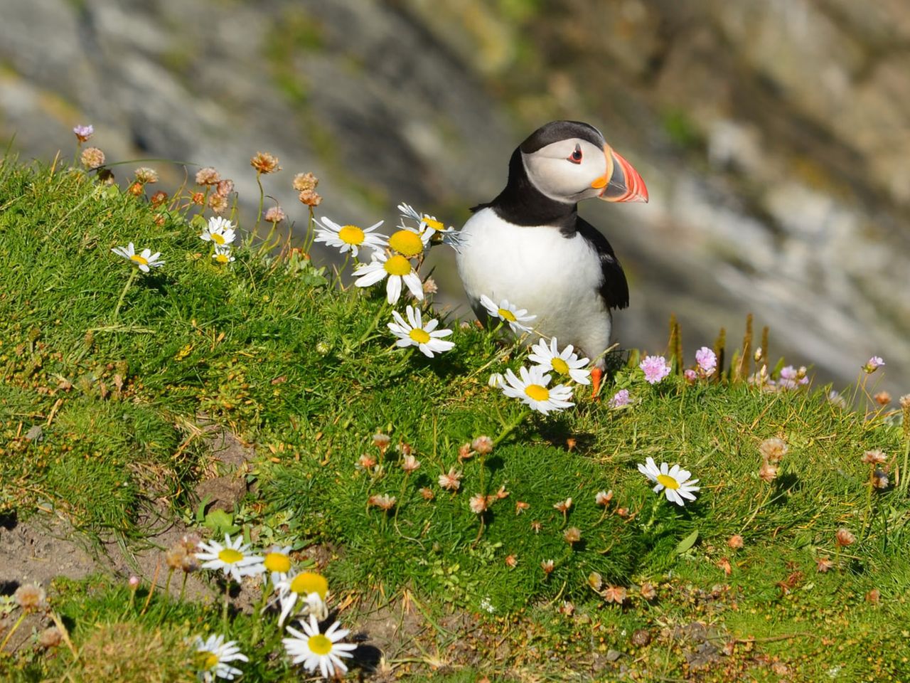 Papageientaucher auf den Felsen der Shetlandinseln