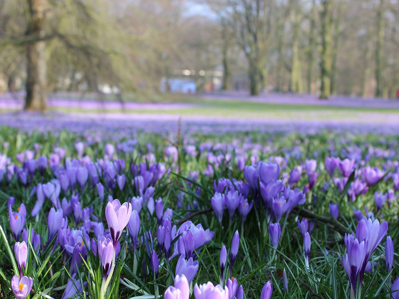 Blick auf lila blühende Krokusse im Husumer Schlosspark