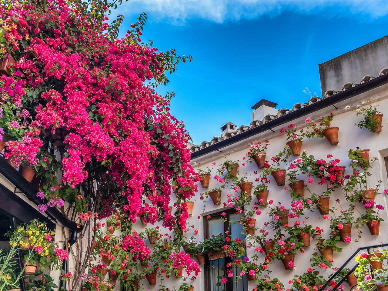 Bougainvilleen und Geranien in einer Patio in Córdoba