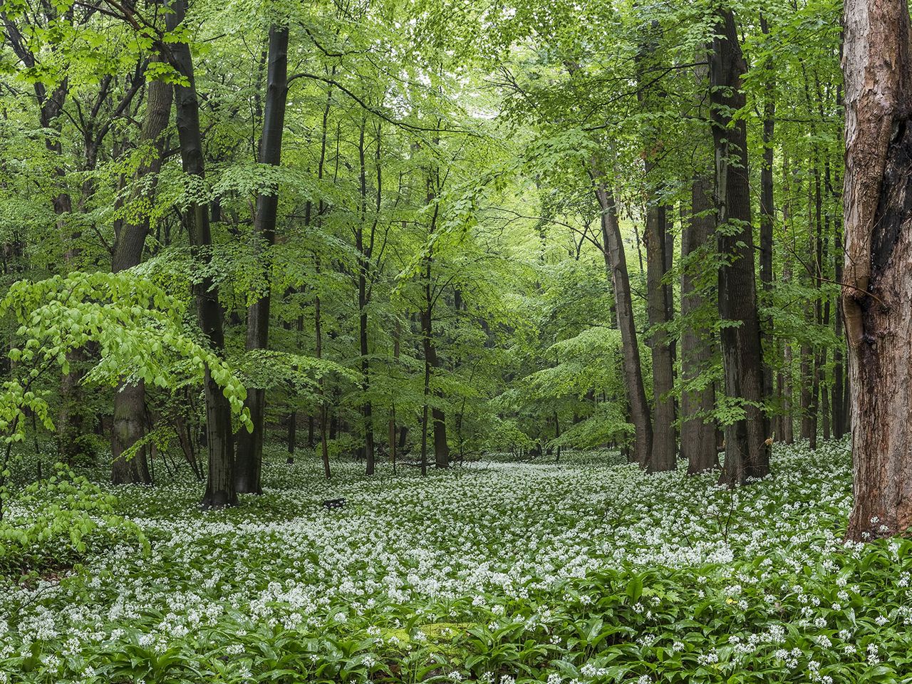 Dichter Wald im Naturpark Elm-Lappwald