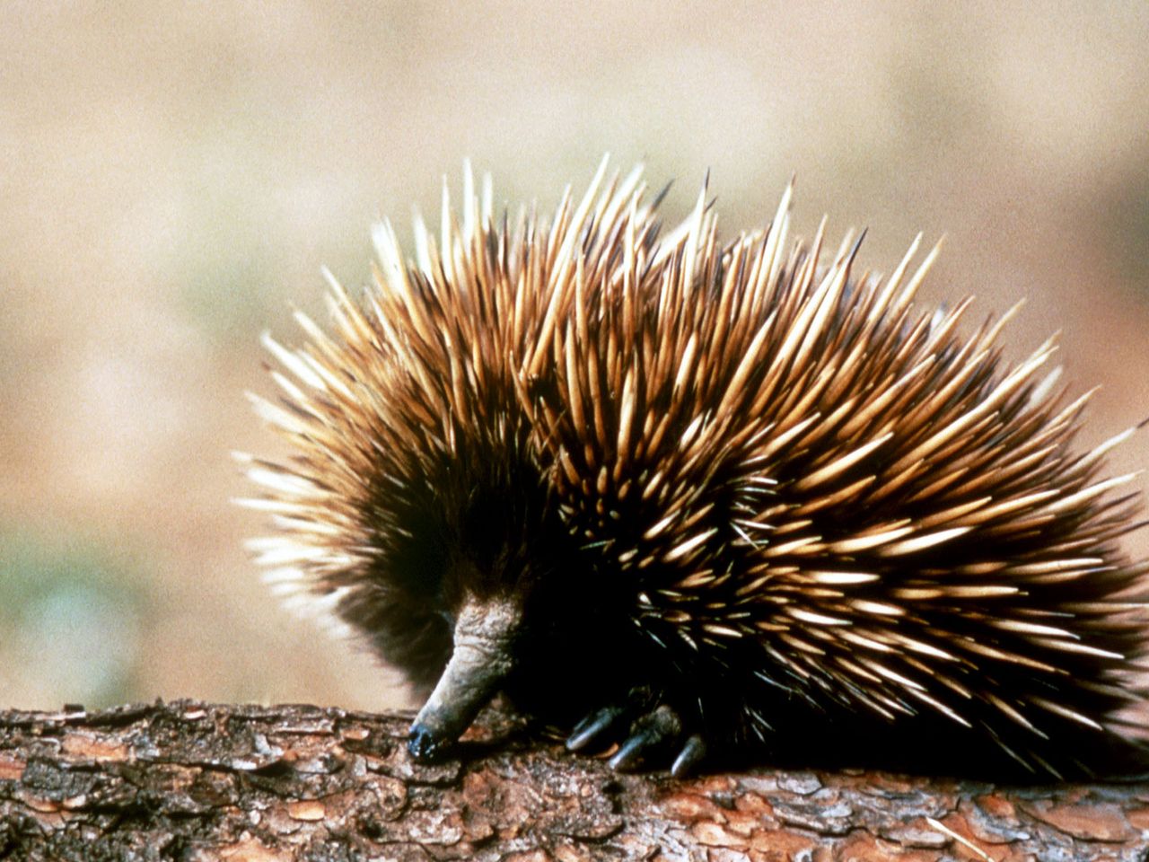 Ameisenigel