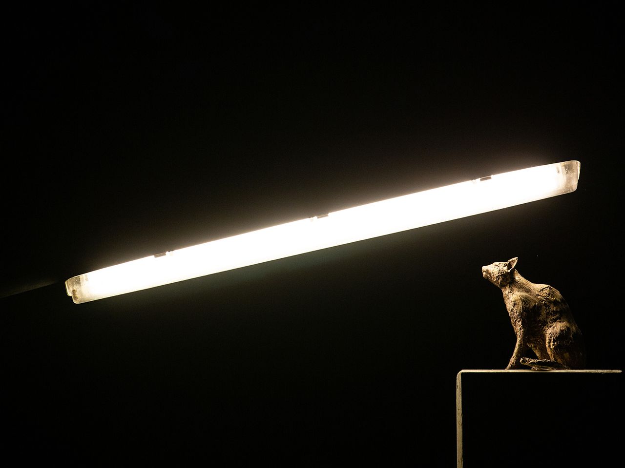 Solarkatze