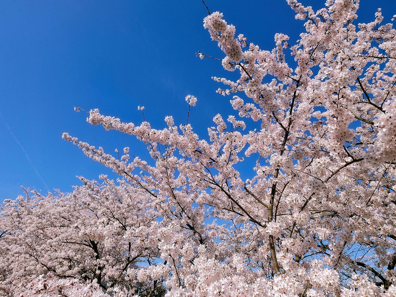 Kirschblüte in Nordrhein-Westfalen