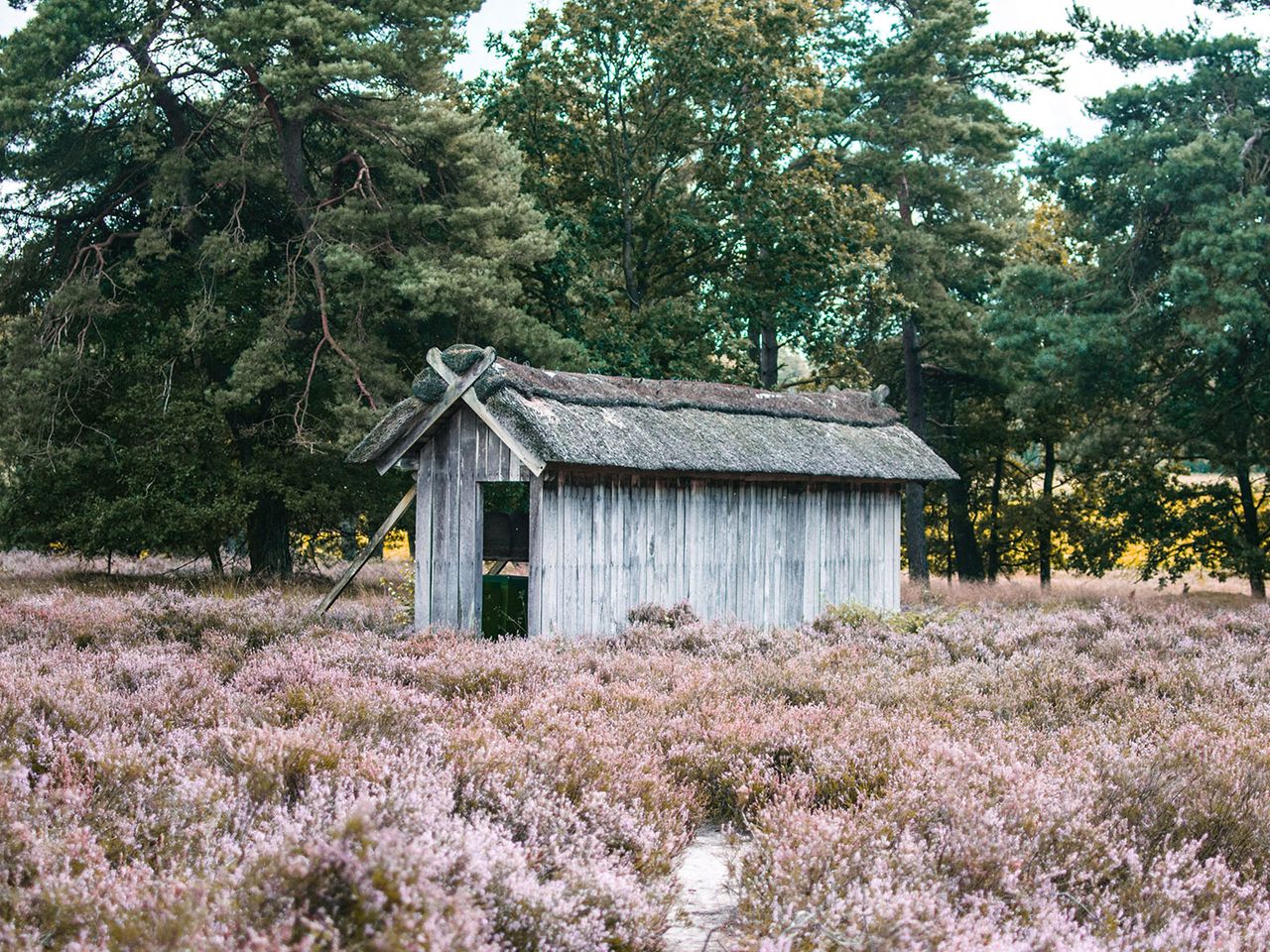 Verlassener Schafstall in der Lüneburger Heide