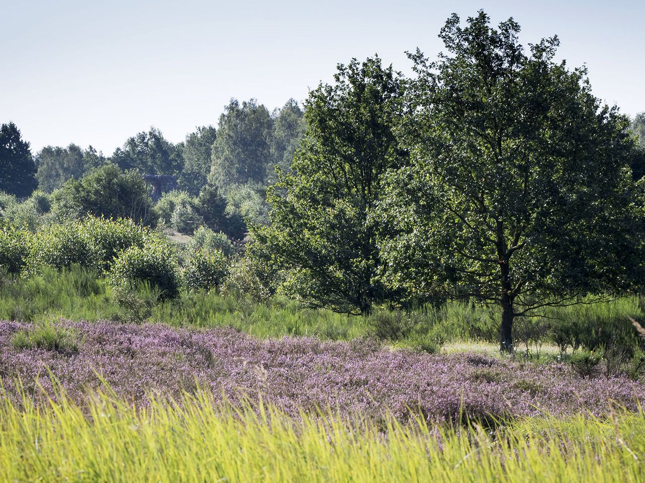 Blühende Heidelandschaft im Naturschutzgebiet südlich von Berlin