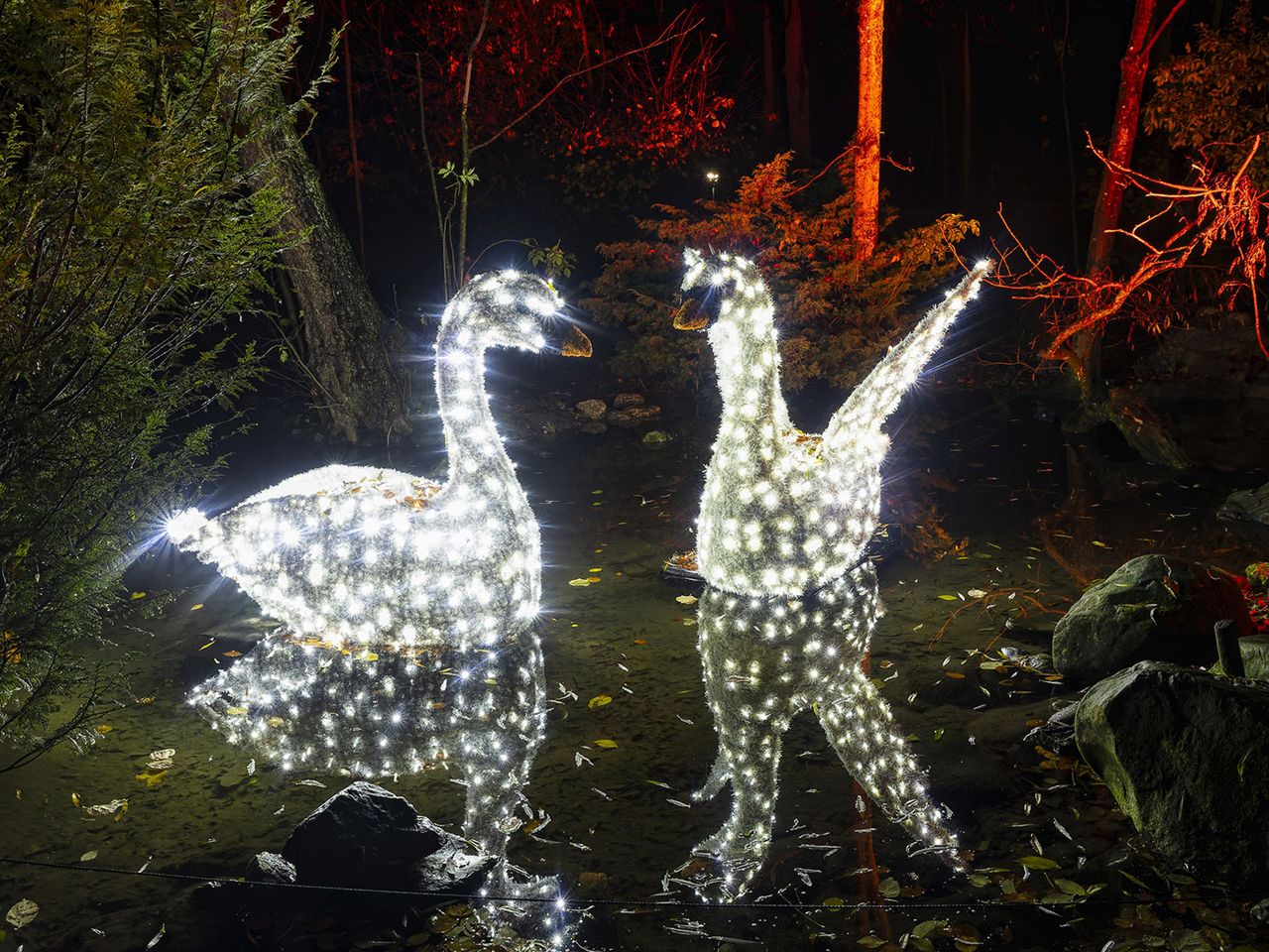 Zwei illuminierte Schwäne im Christmas Garden Augsburg