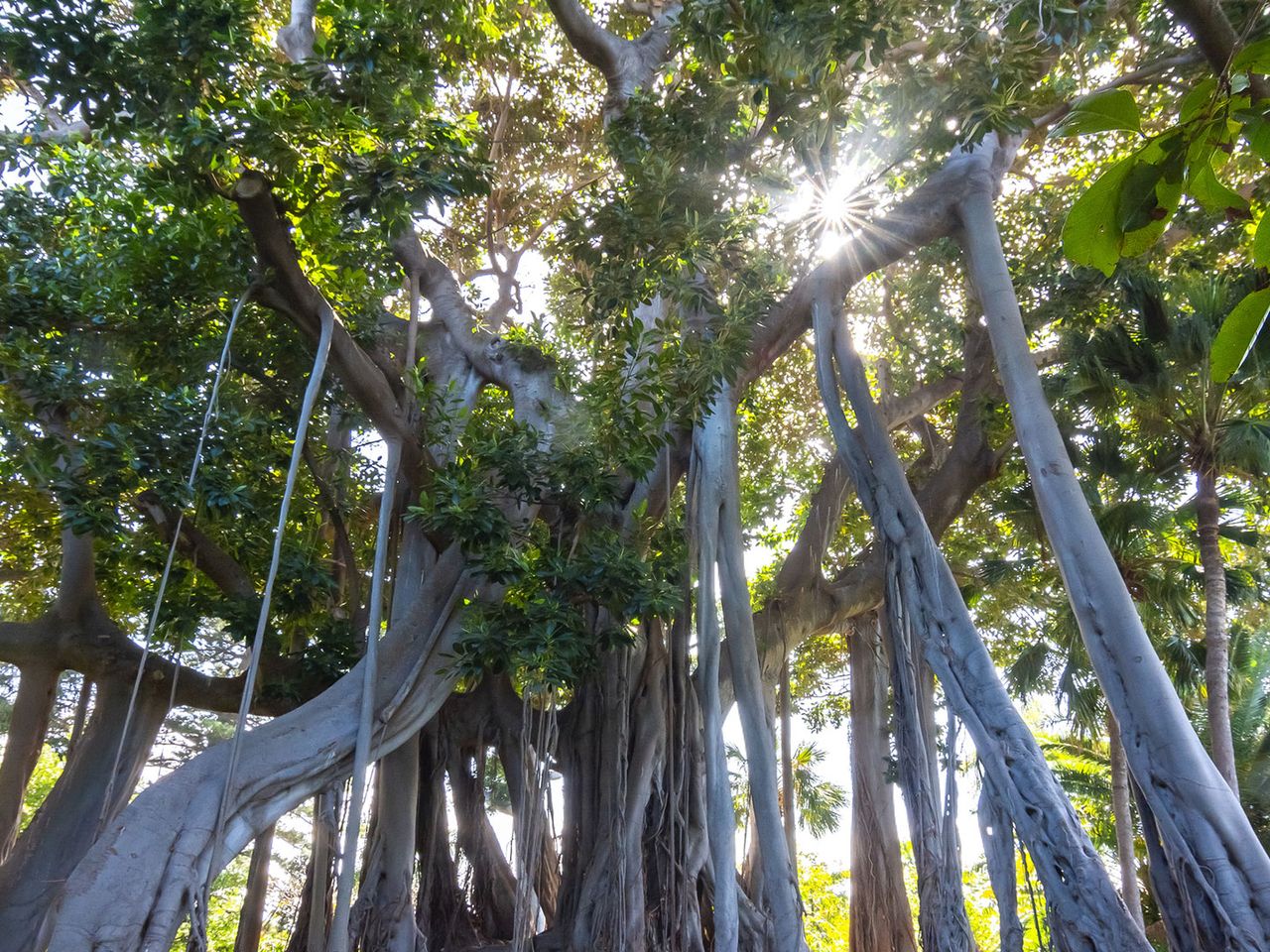 Hohe Bäume im Botanischen Garten