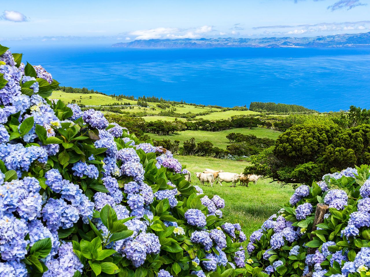 Hortensien blühen auf der Insel Pico ( Azoren), im Hintergrund Schafe und der Atlantik