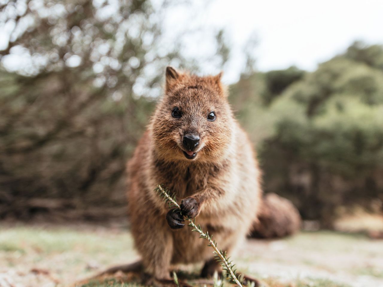 Quokka auf Rottnest Island, Australien