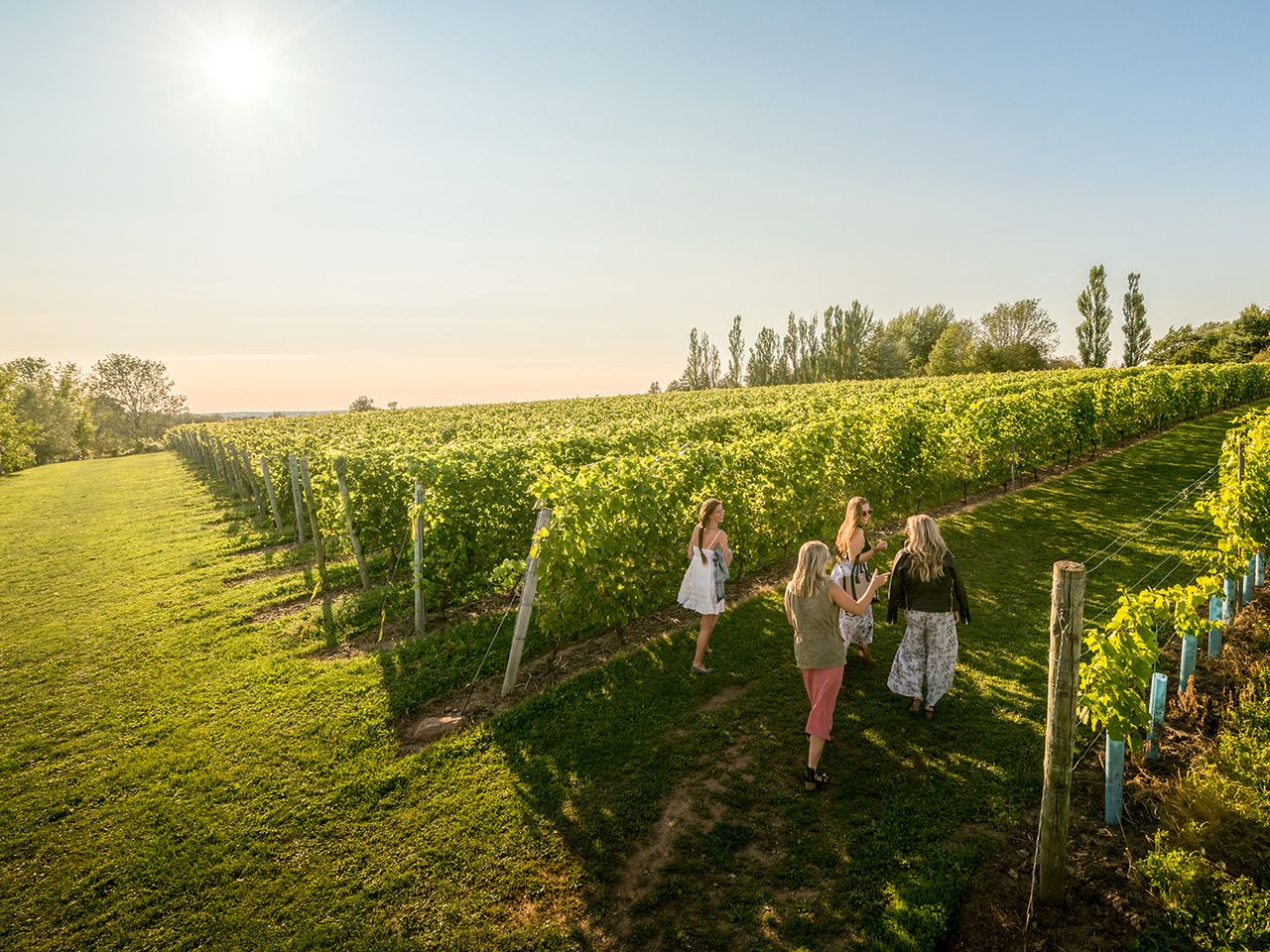 Weinberge von Grand Pré in Nova Scotia, Kanada
