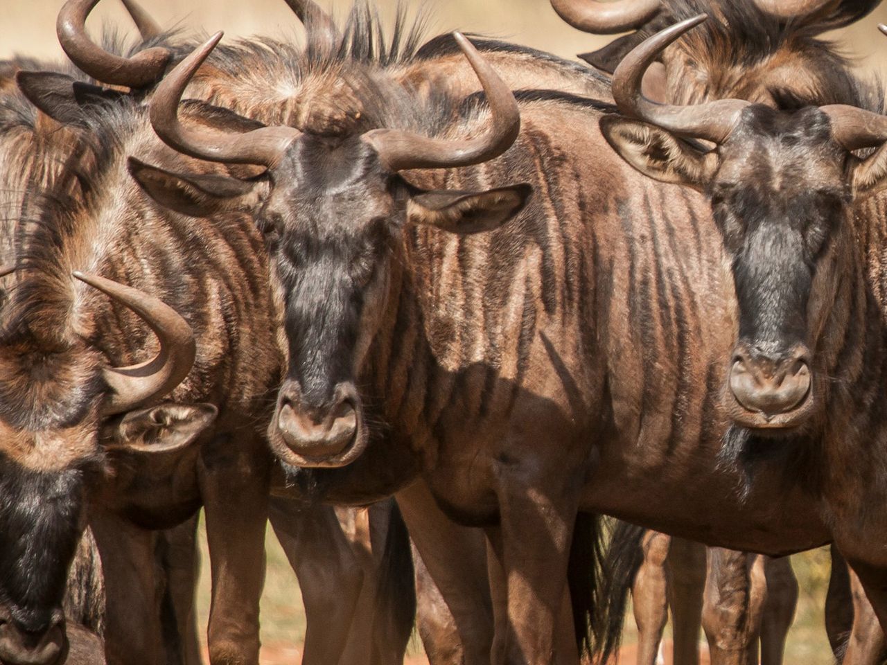 Gnu