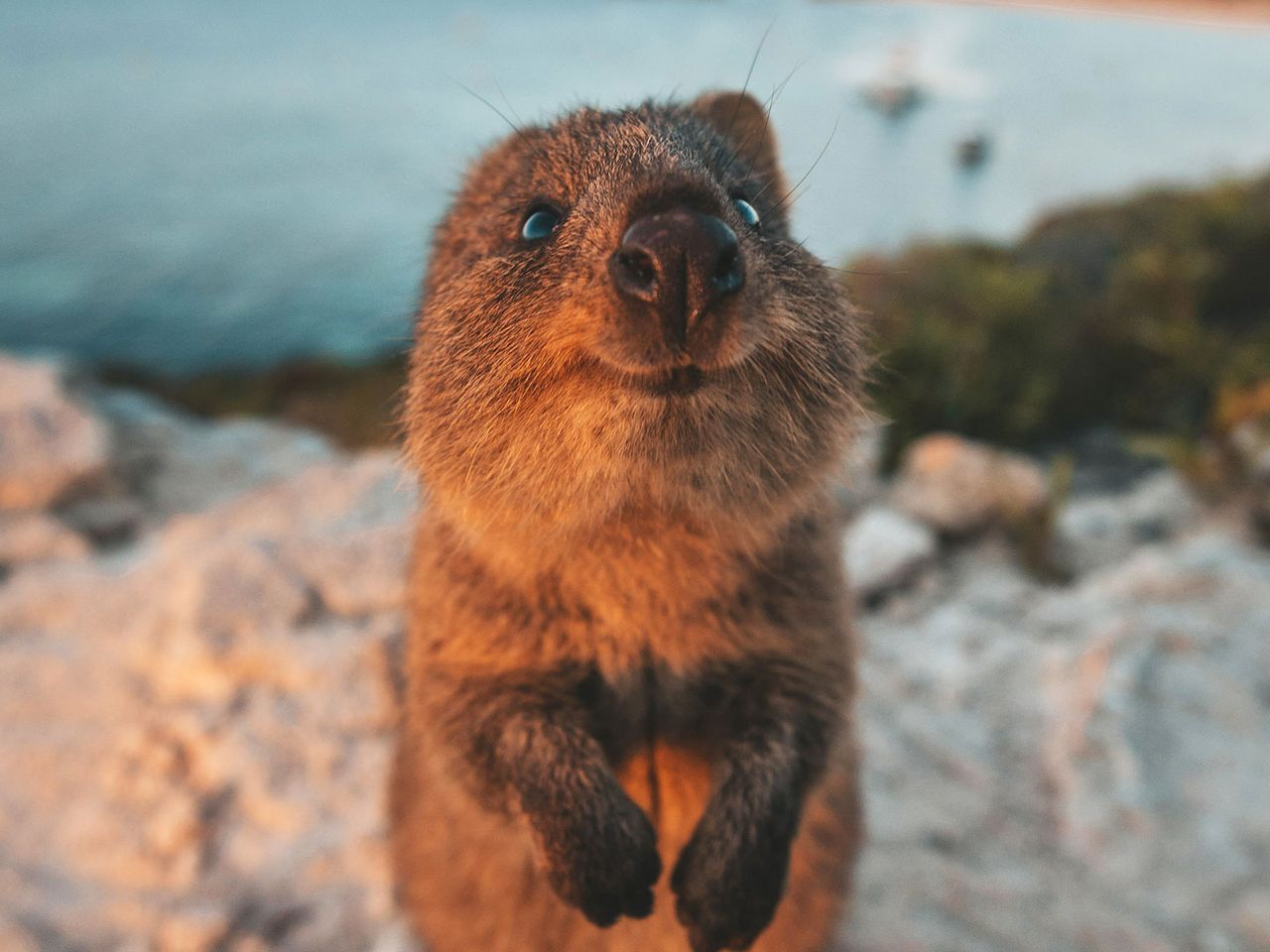Quokkas