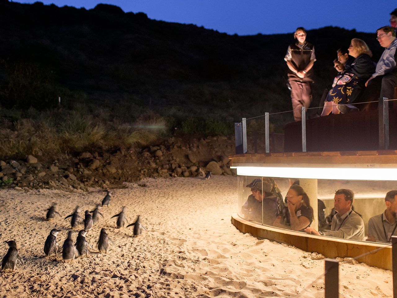 Phillip Island Nature Park, Pinguin-Parade
