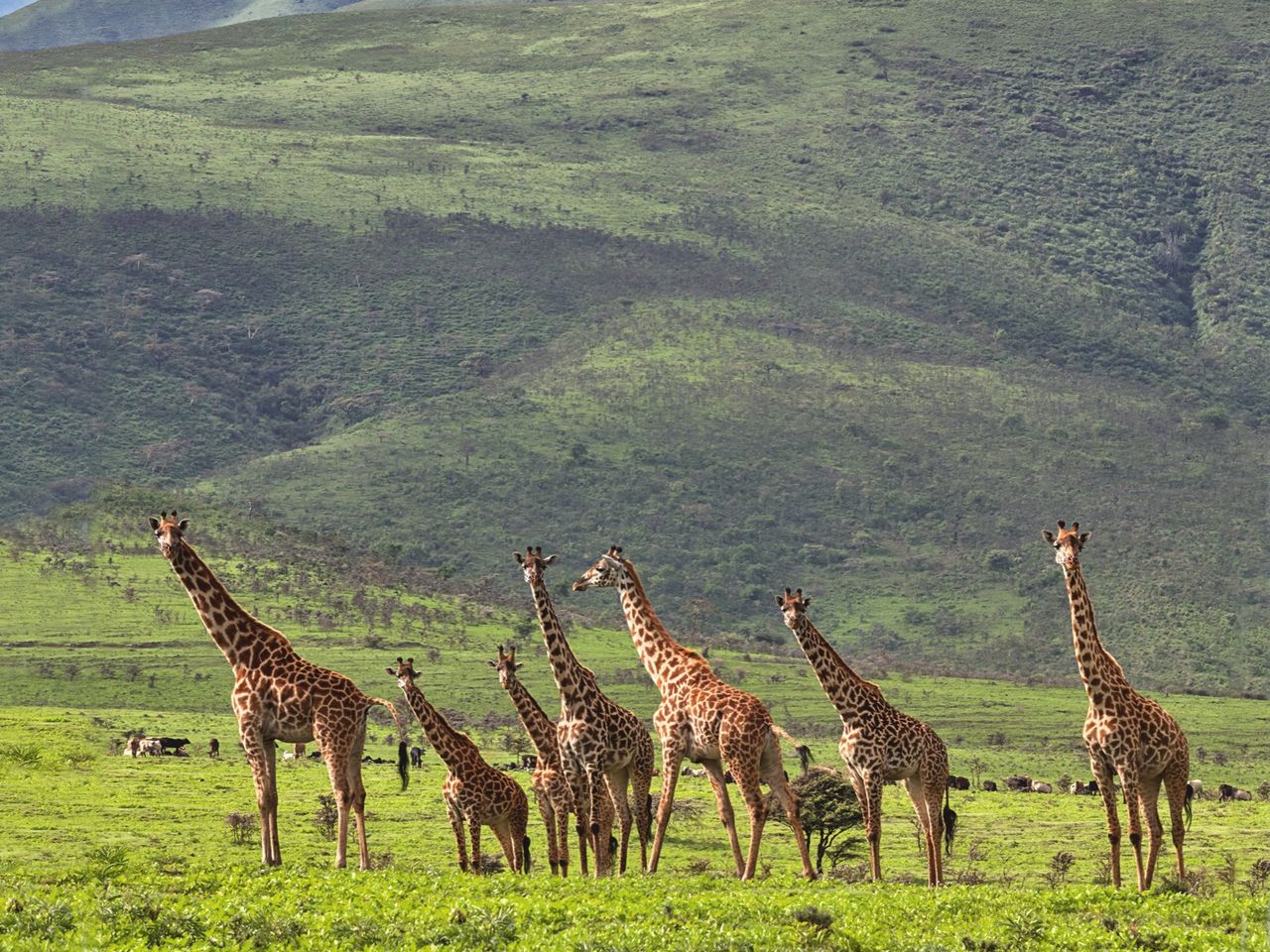 NGORONGORO