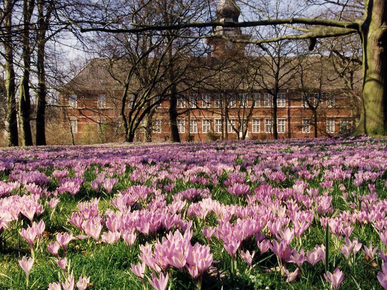 Krokusse blühen vor dem Husumer Schloss