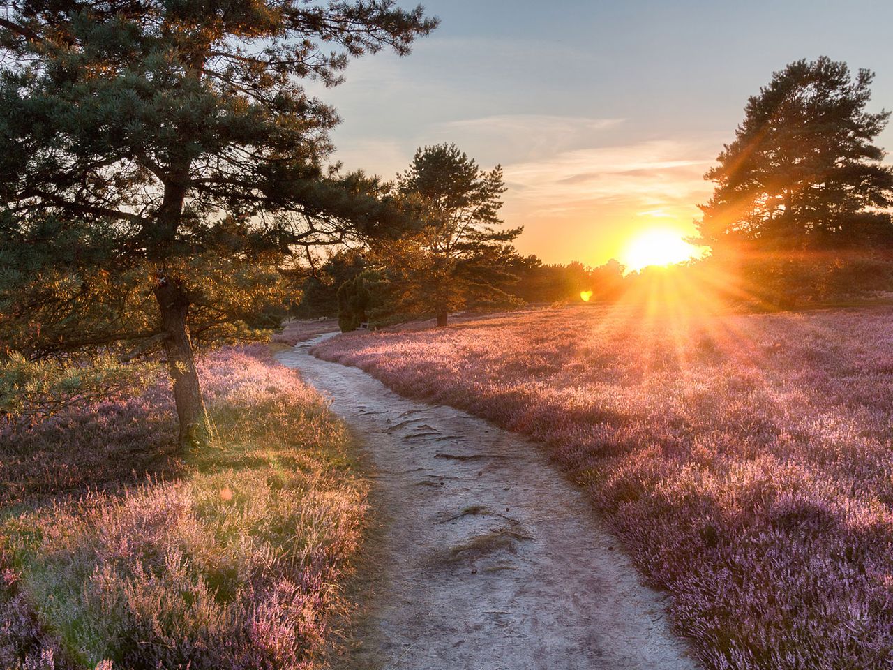 Lüneburger Heideblüte, Sonnenuntergang