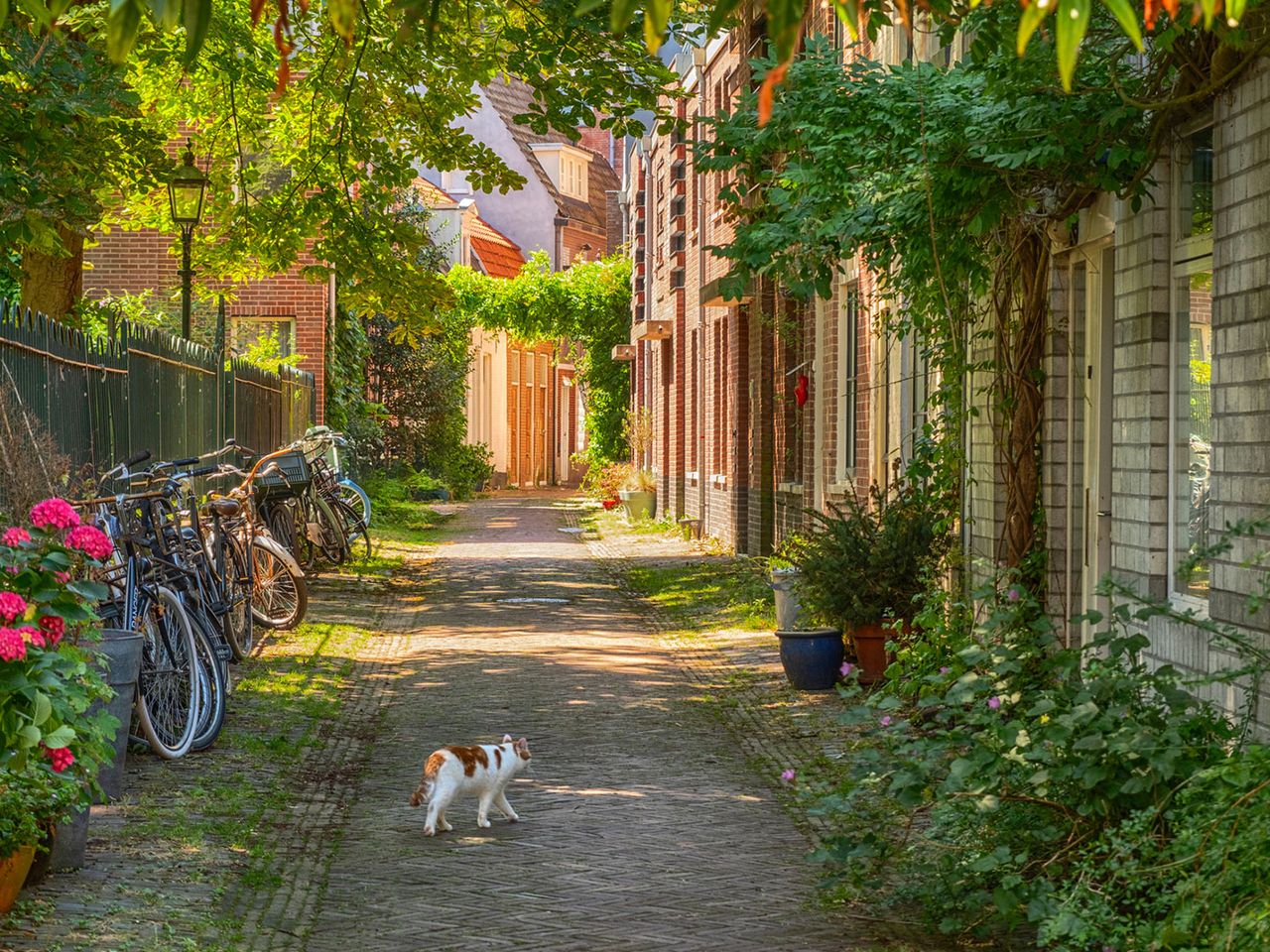 Katze in einer Gasse von Haarlem, Niederlande