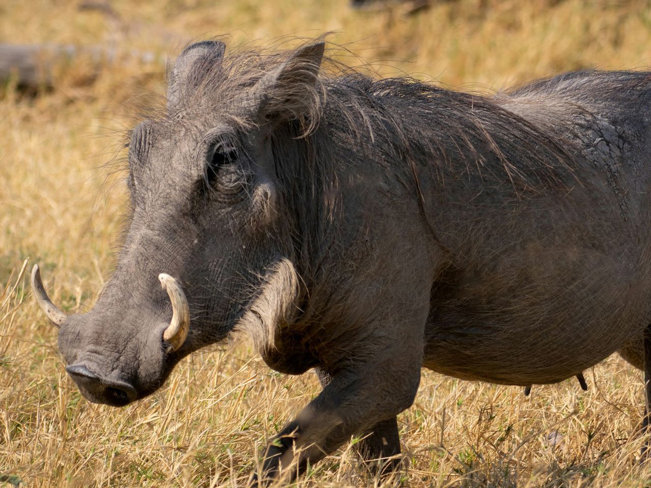 Warzenschwein