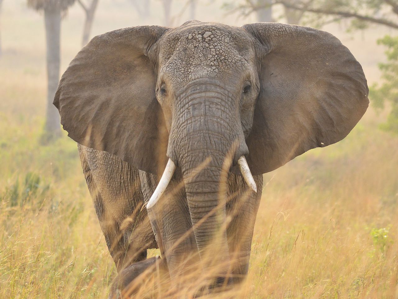 Elefant im Krüger Nationalpark