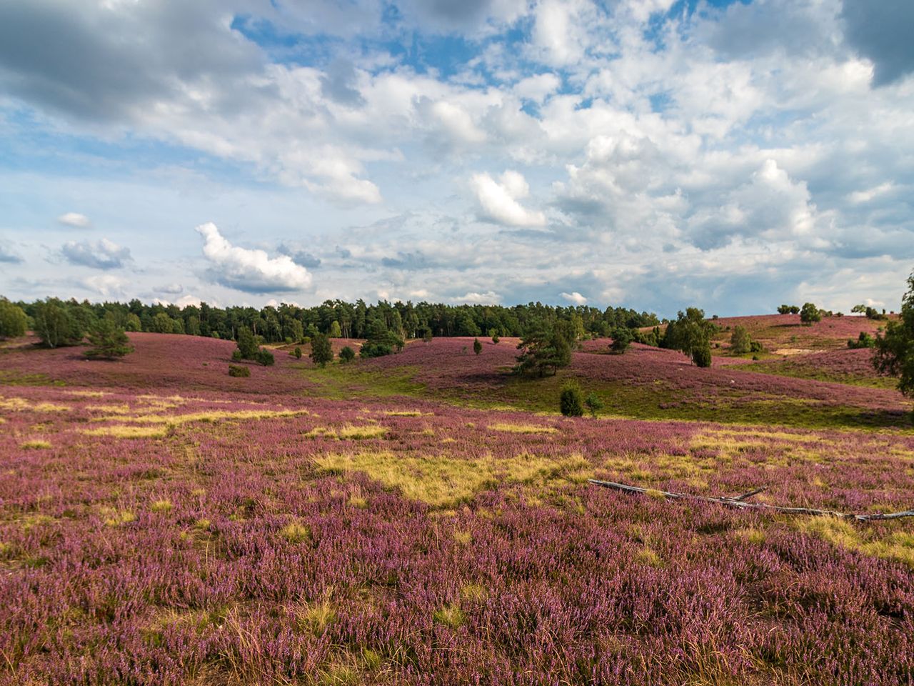 Niedersachsen Lüneburger Heide
