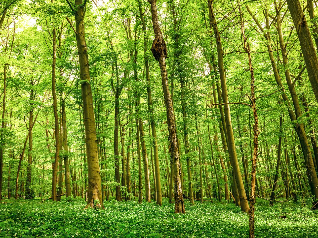 Hainich-Nationalpark in Deutschland
