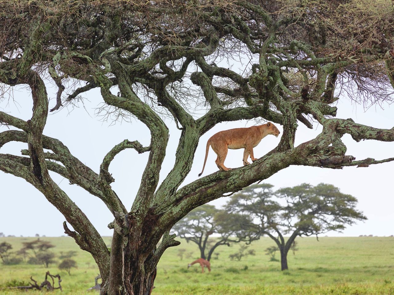 SERENGETI